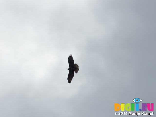 FZ012827 Buzzard